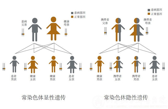 主要分为以下4类:常染色体隐性遗传,常染色体显性遗传,x连锁遗传和线